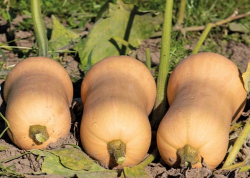 Элиана F1 тыква 500 семян