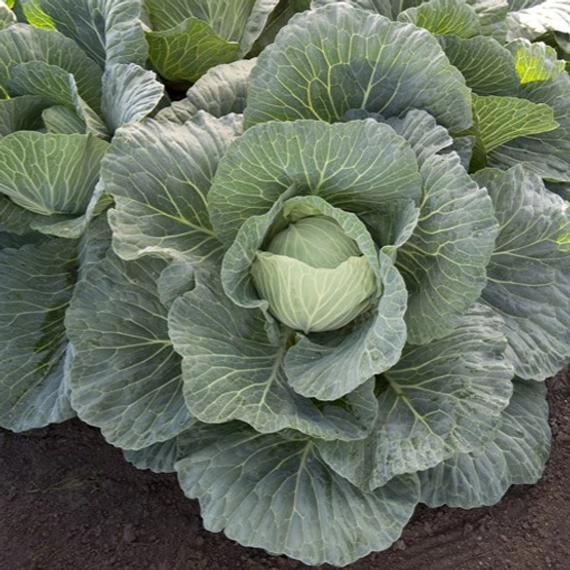 Вертекс F1 капуста белокочанная 2500 семян