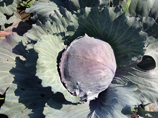 Претино F1 капуста краснокочанная 2500 семян