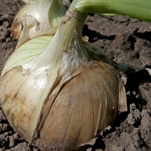 Вердон F1 лук репчатый 250 000 семян