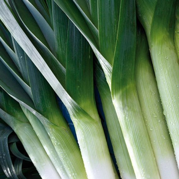 Команче F1 лук-порей 10 000 семян