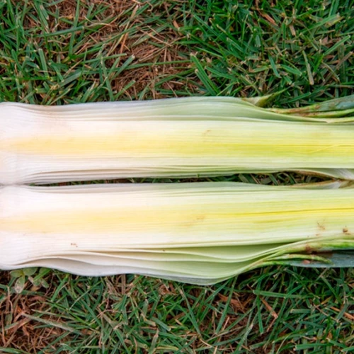 Осло F1 лук-порей 10 000 семян