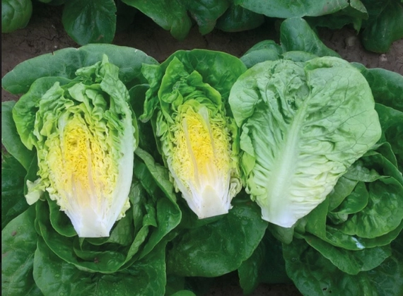 Алмадраба салат 5000 семян