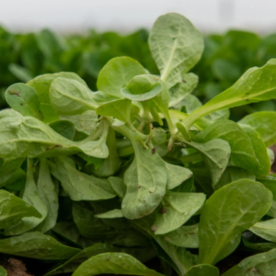 Бонвита корн-салат 250 000 семян