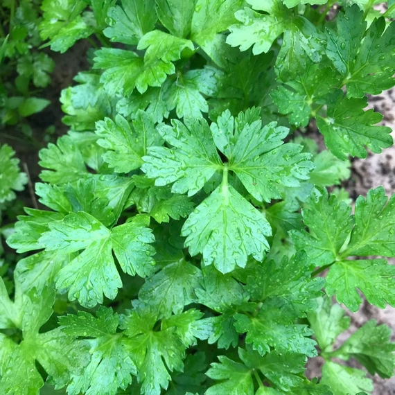 Итальянский Гигант петрушка 250 000 семян