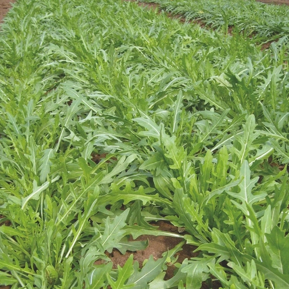 Триция рукола 1 000 000 семян