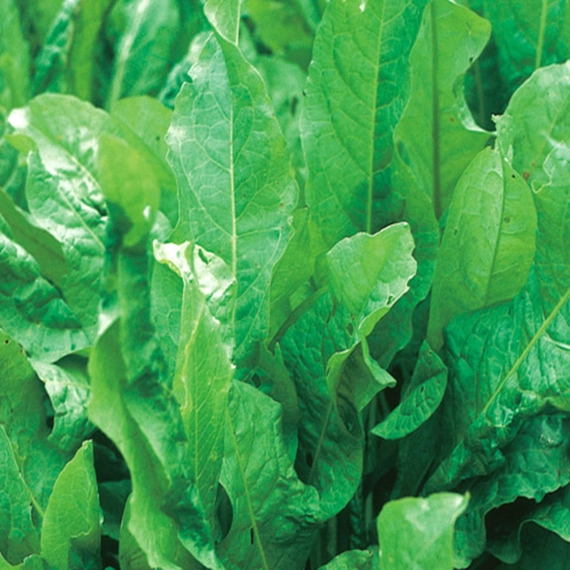 Бельвильский щавель 250 000 семян