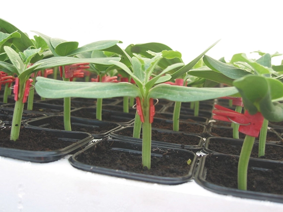 Радар F1 подвой для томатов 1000 семян