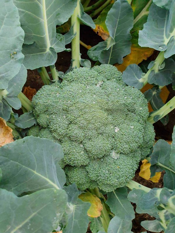 Грин Мэджик F1 брокколи 2500 семян