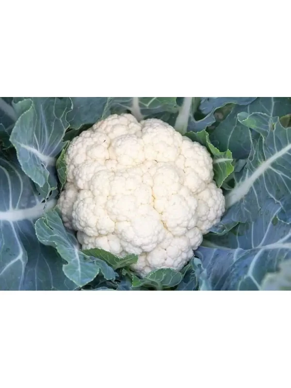 Кандид Шарм F1 капуста пекинская 1000 семян