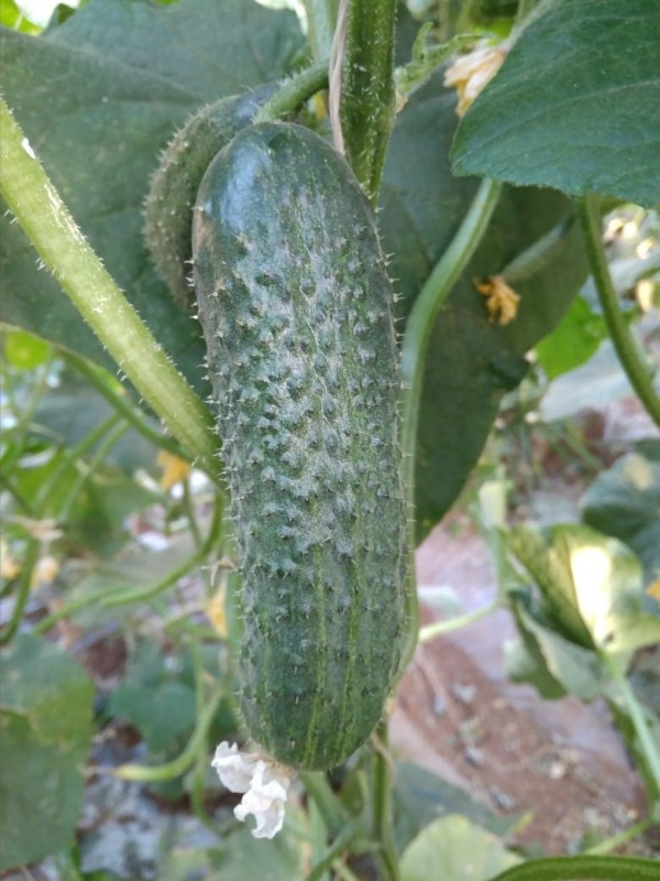 Бриз F1 огурец 1000 семян