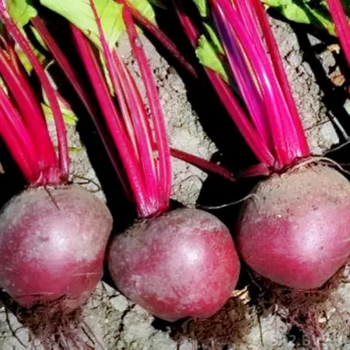 Фалькон F1 свекла 50 000 семян