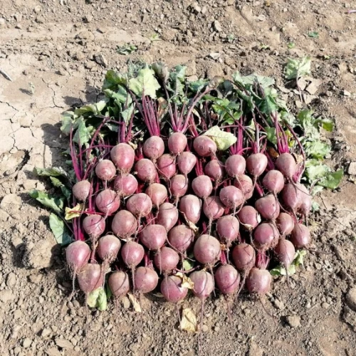 Детройт свекла 50 000 семян