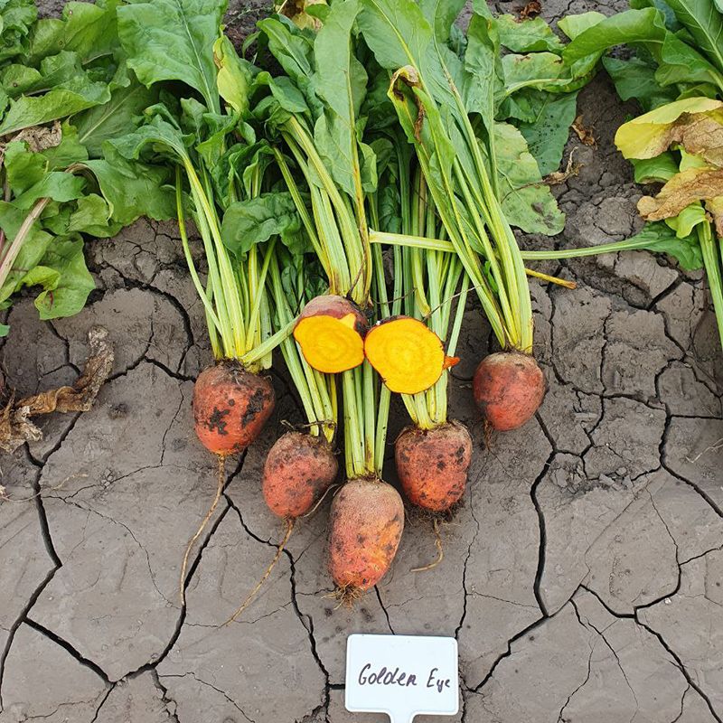 Голден Ай свекла 50 000 семян