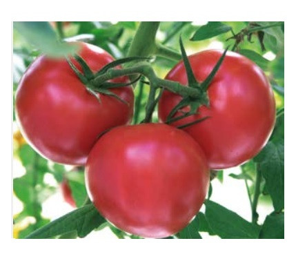 Пинк Спарк F1 томат 1000 семян