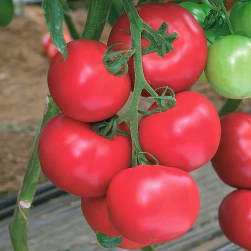 Пинк Импрэшн F1 томат 500 семян