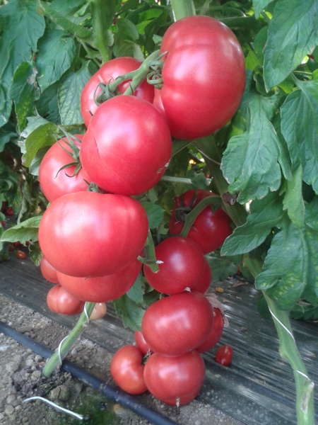 Пинк Импрэшн F1 томат 500 семян