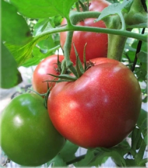 Пинк Калибр F1 томат 500 семян