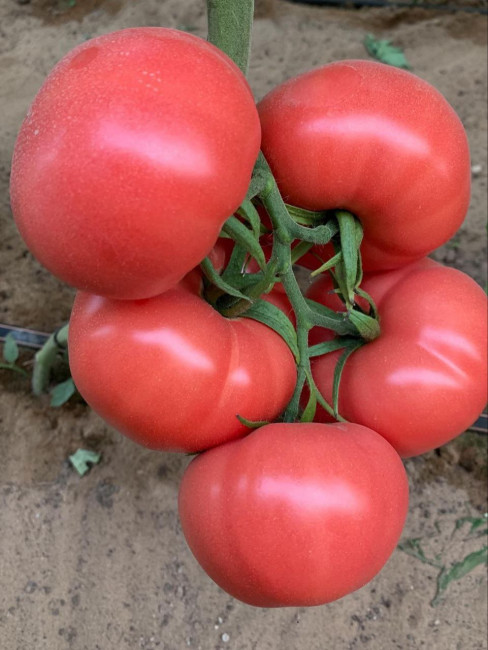 Пинк Биф F1 томат 500 семян