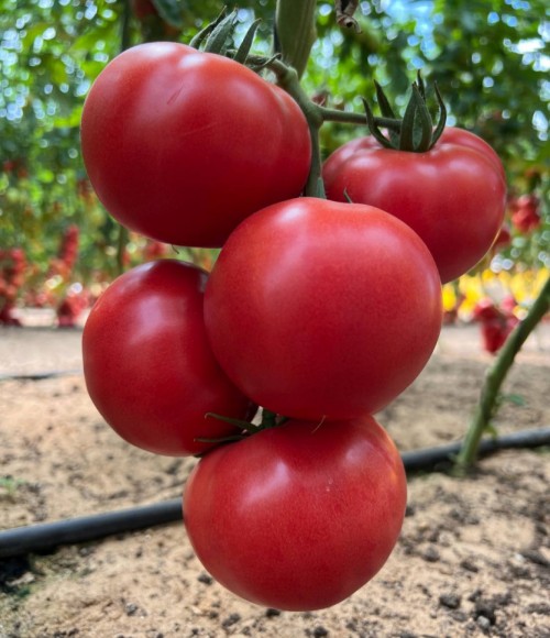 Пинк Биф F1 томат 500 семян