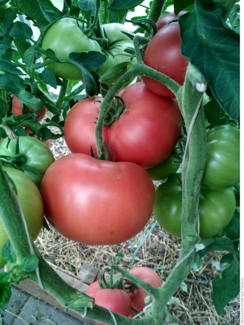 Пинк Биф F1 томат 500 семян