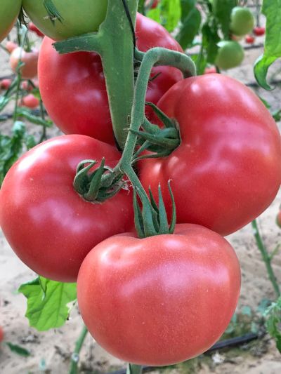 Пинк Биф F1 томат 500 семян