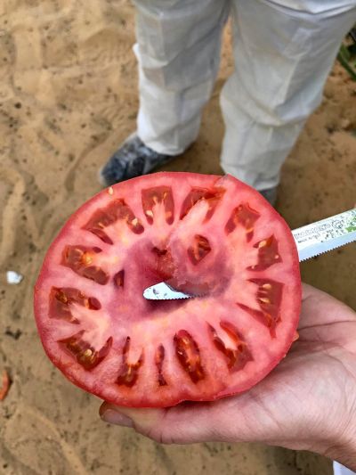 Пинк Биф F1 томат 500 семян