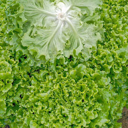 Джейд салат 100 000 семян