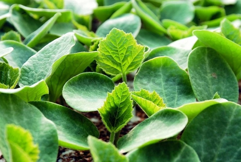 Виталли F1 подвой 1000 семян