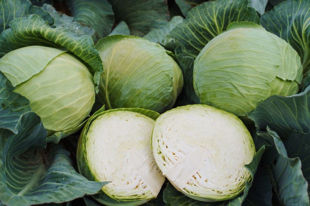 Тореадор F1 капуста белокочанная 2500 семян