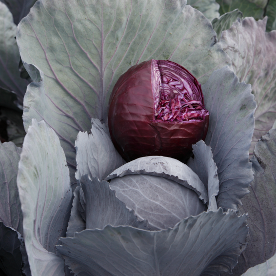 Реску F1 капуста краснокочанная 2500 семян