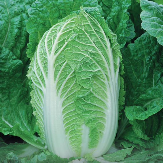 Спринкин F1 капуста пекинская 2500 семян