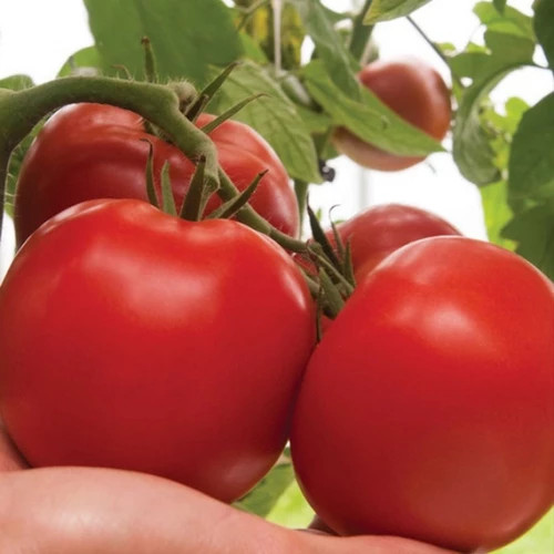 Дантина F1 томат 500 семян