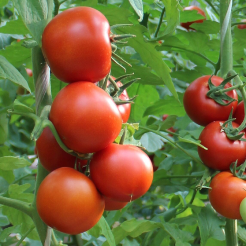 Дантина F1 томат 500 семян