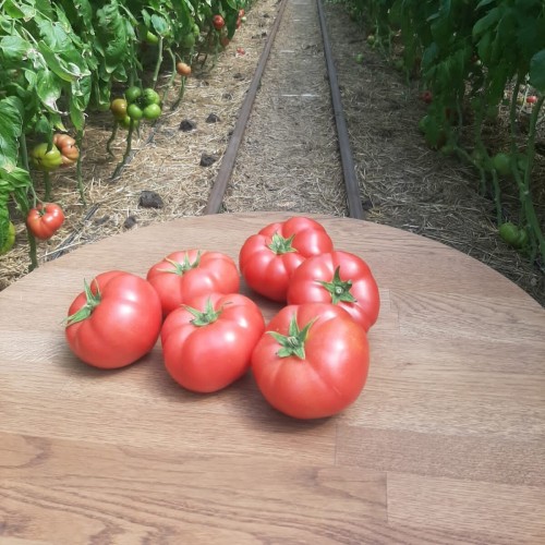 Манекро F1 томат 500 семян