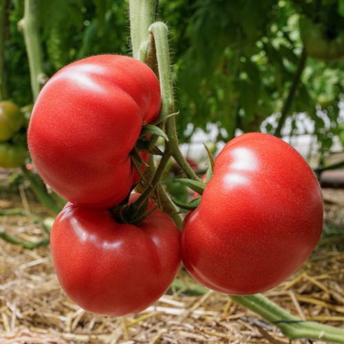 Манекро F1 томат 500 семян