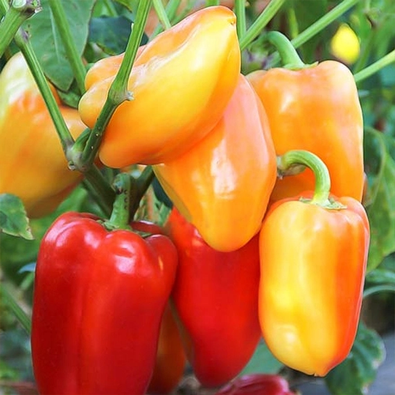 Барби F1 перец сладкий 500 семян