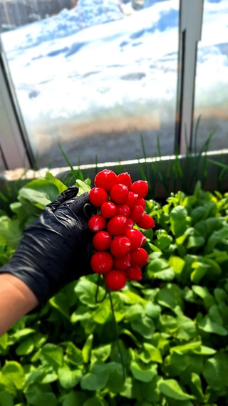 Донар F1 редис 10 000 семян