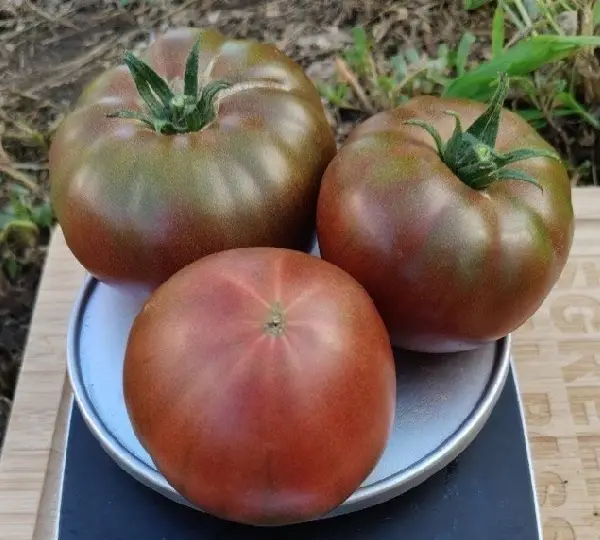 Таррагона F1 томат 250 семян