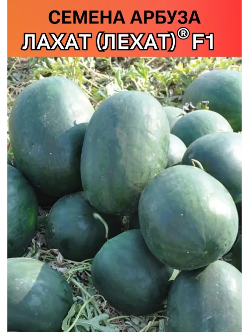 Лехат (Лахат) семена арбуза