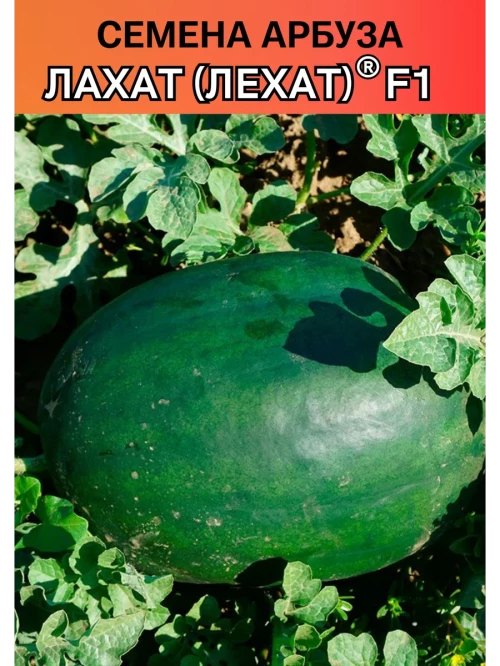 Лехат (Лахат) семена арбуза