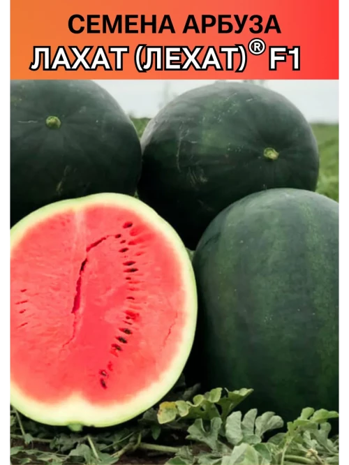 Лехат (Лахат) семена арбуза