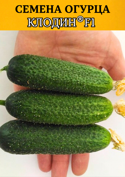 Клодин F1 семена огурца